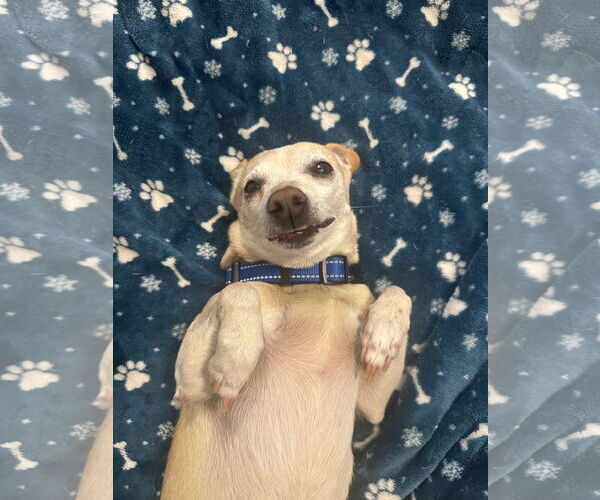 Medium Photo #4 Chihuahua Puppy For Sale in Tempe , AZ, USA
