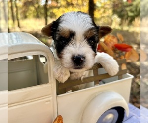 Biewer Terrier Puppy for sale in WINSLOW, AR, USA