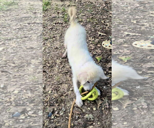 Medium Photo #11 Great Pyrenees Puppy For Sale in Spring, TX, USA