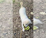 Small #10 Great Pyrenees