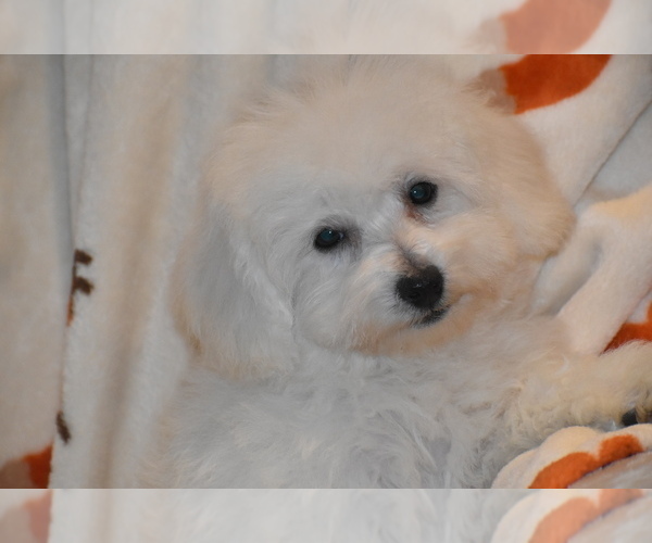 Medium Photo #3 Bichpoo Puppy For Sale in ELDORADO, OH, USA