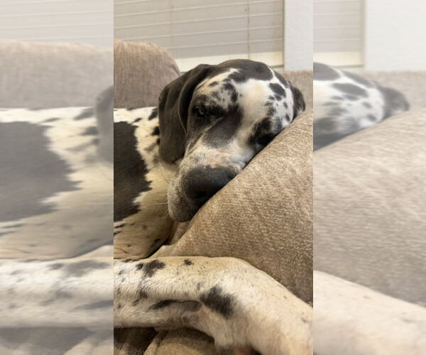 Medium Photo #3 Great Dane Puppy For Sale in Bullard, TX, USA