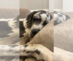 Small #2 Great Dane