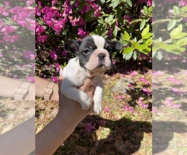 Medium Photo #2 French Bulldog Puppy For Sale in JACKSONVILLE, FL, USA