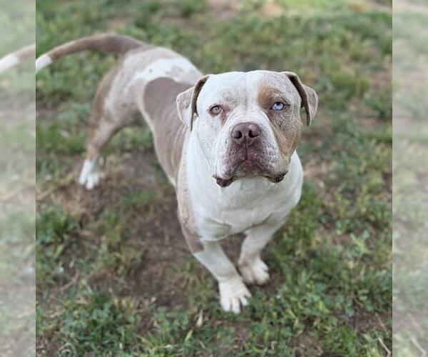 Medium Photo #1 Mutt Puppy For Sale in Modesto, CA, USA