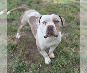 Mutt Dogs for adoption in Modesto, CA, USA