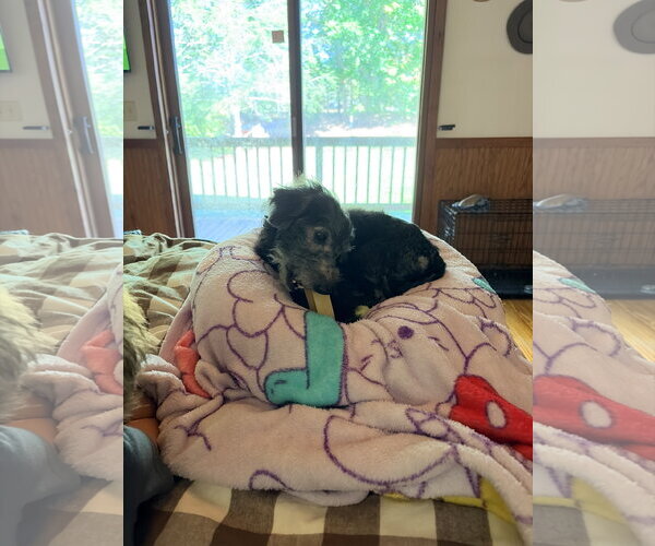 Medium Photo #3 Doxiepoo (Miniature) Puppy For Sale in Holly Springs, NC, USA