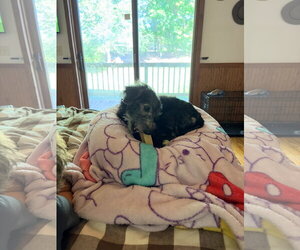Sammie - Male Doxiepoo (Miniature) Dog for Adoption - Photo #3