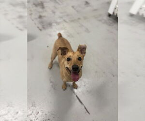 Big Willie - Male Chihuahua Dog for Adoption - Photo #6