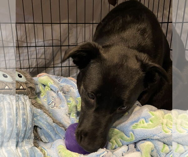 Medium Photo #24 Pointer-Unknown Mix Puppy For Sale in Fargo, ND, USA