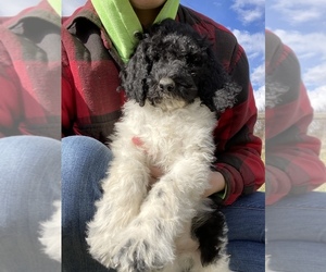 Poodle (Standard) Puppy for sale in ALEDO, IL, USA