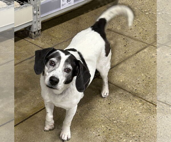 Medium Photo #2 Bagle Hound Puppy For Sale in Batavia, OH, USA