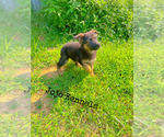 Small #17 German Shepherd Dog