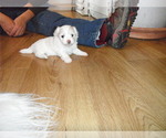 Small Photo #13 Coton de Tulear Puppy For Sale in COLUMBIA, MO, USA