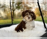 Small #8 Havanese-Poodle (Toy) Mix