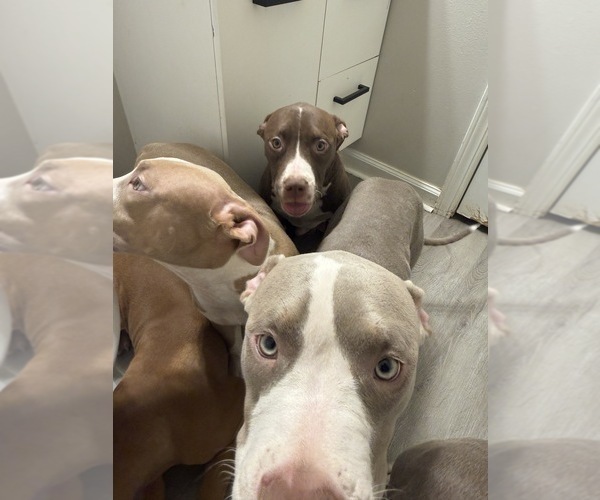Medium Photo #3 American Bully Puppy For Sale in CHARLOTTE, NC, USA