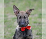 Small #23 German Shepherd Dog