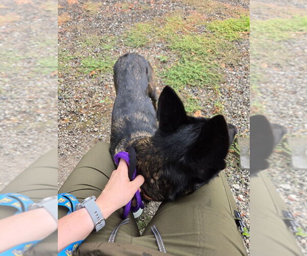 Medium Photo #2 Mutt Puppy For Sale in Imlay City, MI, USA