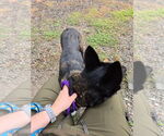 Small #1 Mutt