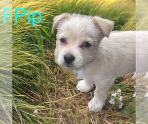 Maltese-Unknown Mix Dogs for adoption in Plymouth, MN, USA