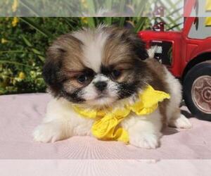 Japanese Chin Puppy for sale in ORO VALLEY, AZ, USA