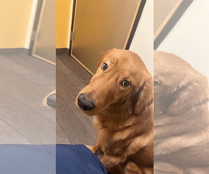 Golden Retriever Dogs for adoption in Miami, FL, USA