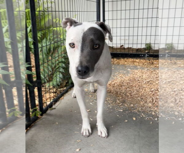 Medium Photo #5 American Pit Bull Terrier-Unknown Mix Puppy For Sale in Bellevue, WA, USA