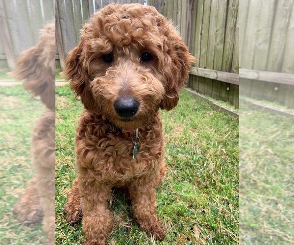 Medium Photo #1 Goldendoodle (Miniature) Puppy For Sale in CYPRESS, TX, USA