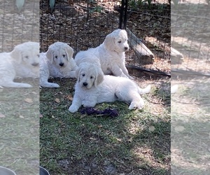 Goldendoodle Puppy for sale in BOLIVIA, NC, USA