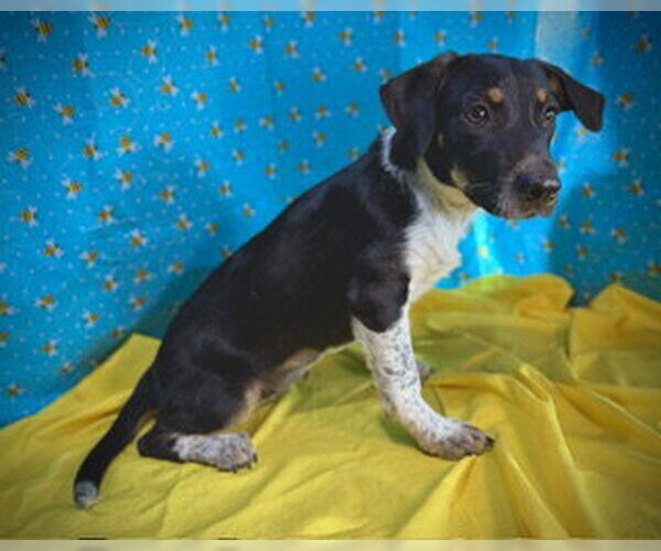 Medium Photo #2 Dachshund-Unknown Mix Puppy For Sale in Pleasanton, TX, USA