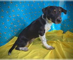 Small #1 Dachshund Mix