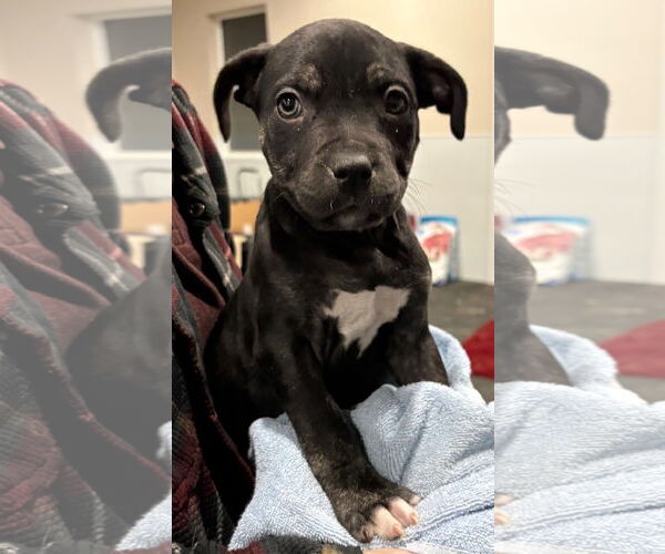 Medium Photo #1 Mutt Puppy For Sale in Clarkston, MI, USA