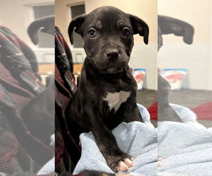 Mutt Dogs for adoption in Clarkston, MI, USA