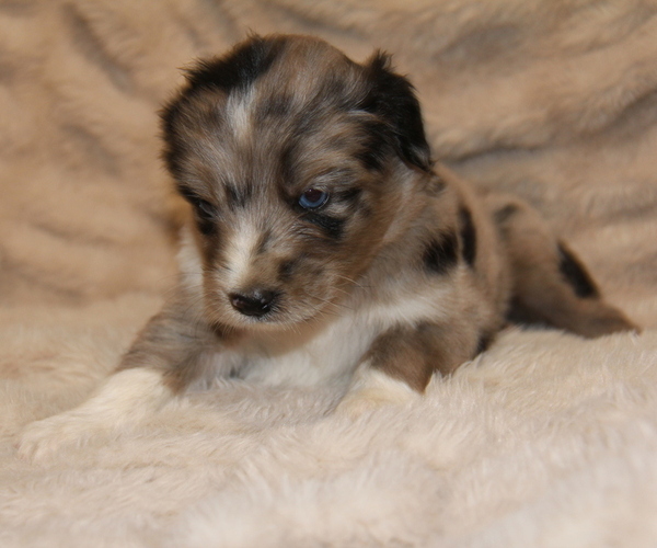 Medium Photo #2 Australian Shepherd Puppy For Sale in STEWART, MS, USA
