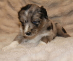 Small #1 Australian Shepherd