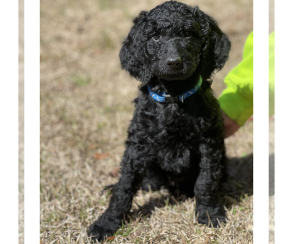 Medium Photo #5 Goldendoodle Puppy For Sale in PALESTINE, TX, USA