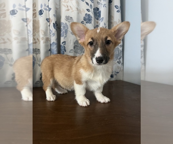 Medium Photo #25 Pembroke Welsh Corgi Puppy For Sale in DURHAM, CT, USA