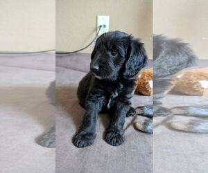 Mutt Dogs for adoption in Hillsboro, MO, USA
