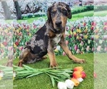 Small #1 Catahoula Leopard Dog