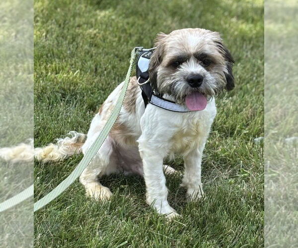 Medium Photo #6 Shih Tzu-Unknown Mix Puppy For Sale in Greenbelt, MD, USA