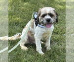 Small #5 Shih Tzu Mix