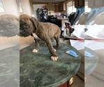 Small Photo #3 Boxer Puppy For Sale in SHELTON, WA, USA