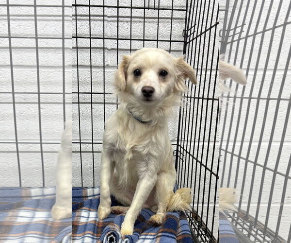 Medium Photo #1 Chion Puppy For Sale in York, SC, USA