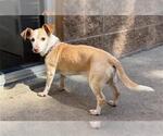 Small Chihuahua Mix