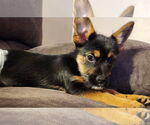 Small #5 Mutt