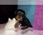 Puppy 4 Yorkshire Terrier