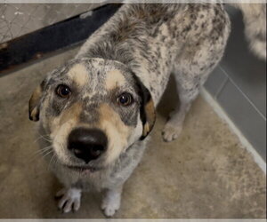 Dallas - Male Coonhound-Unknown Mix Dog for Adoption - Photo #4