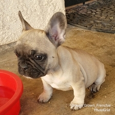 French Bulldog Puppy for sale in YUCAIPA, CA, USA
