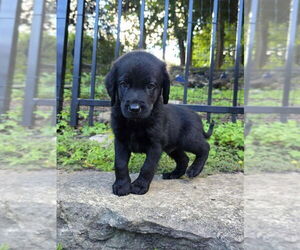 Golden Labrador Dogs for adoption in Glen Haven, WI, USA