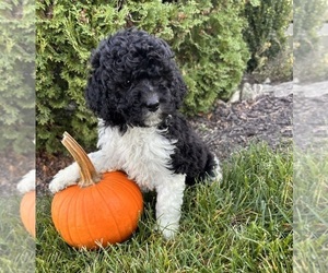 Cockapoo (Toy) Puppy for sale in MIDDLEBURY, IN, USA